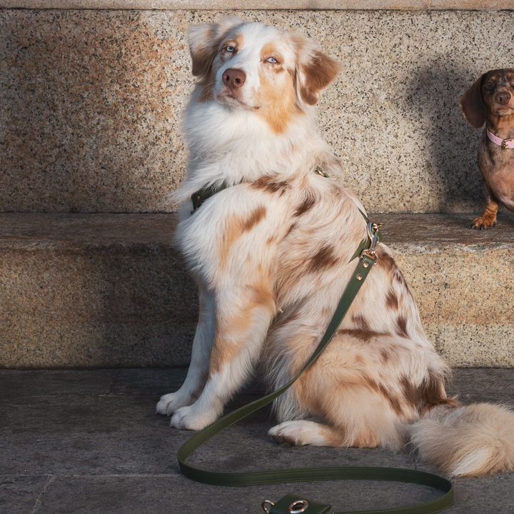 Green Harness for Large Dogs