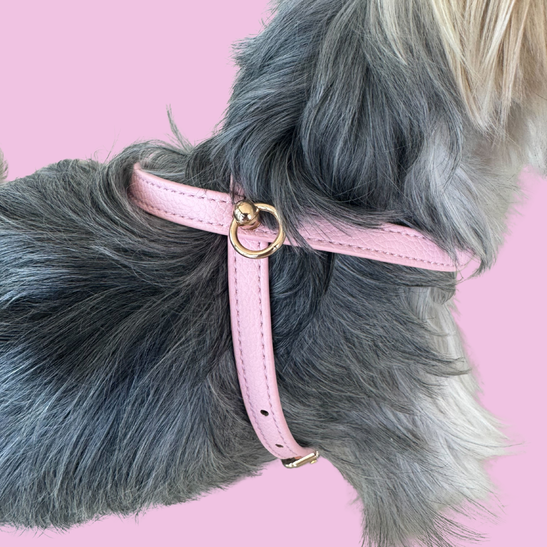 Harness for small dogs