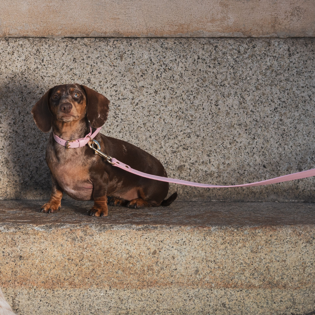 Pink Collar