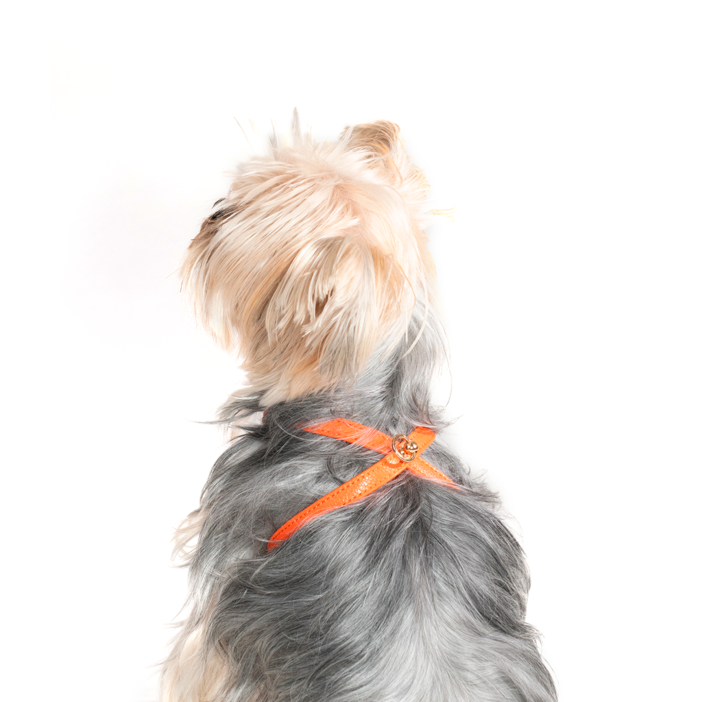 Orange Small Dog Harness