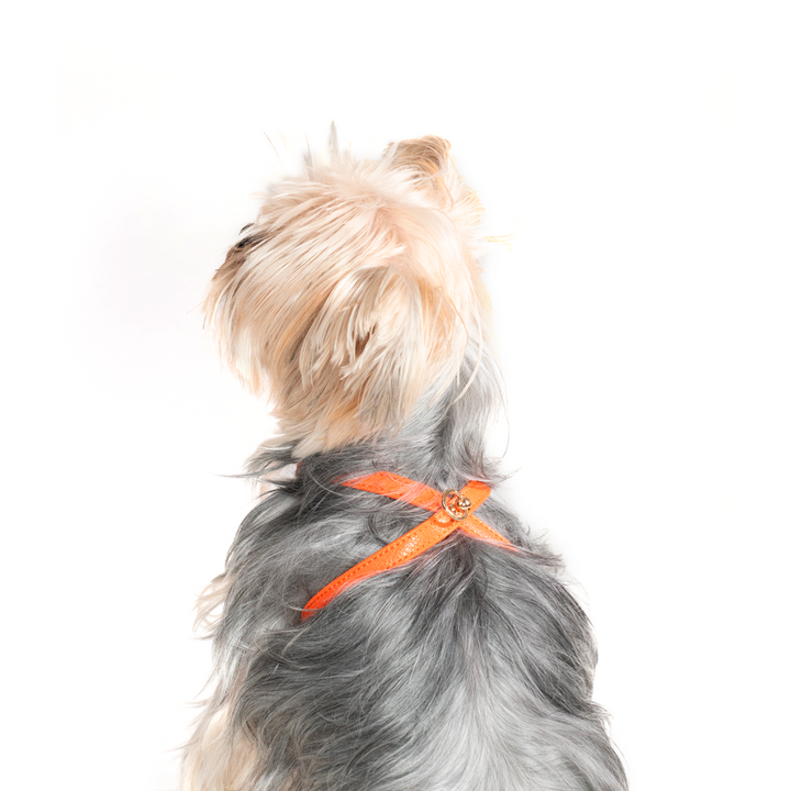 Orange Small Dog Harness