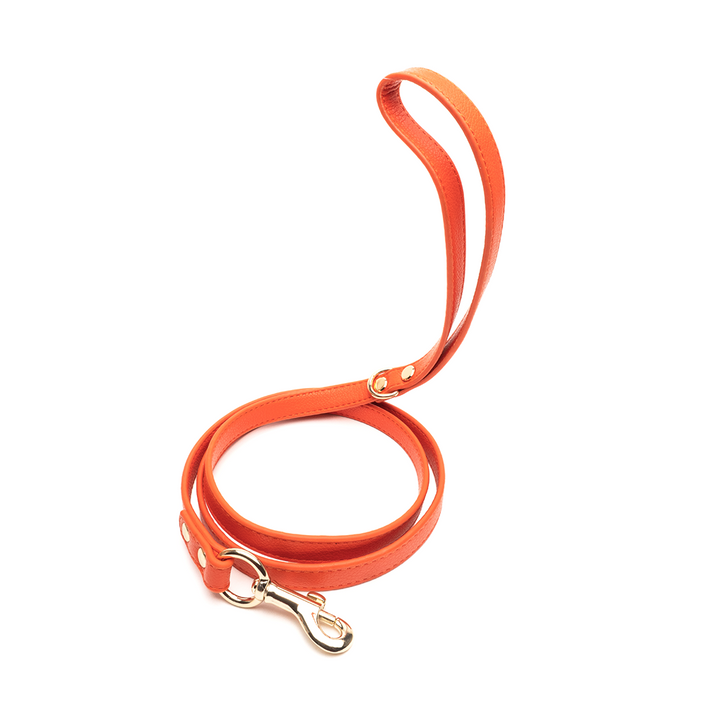 Orange Leash