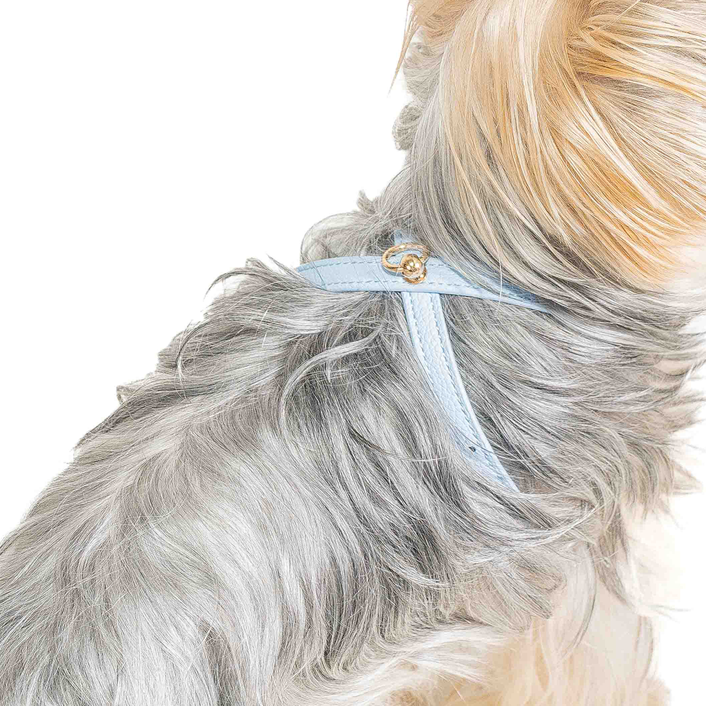 Aqua Small Dog Harness