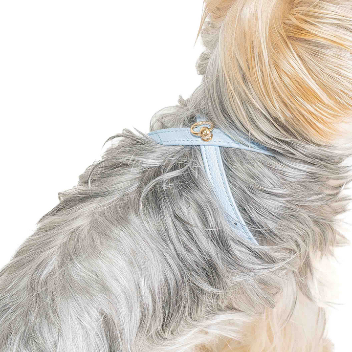 Aqua Small Dog Harness