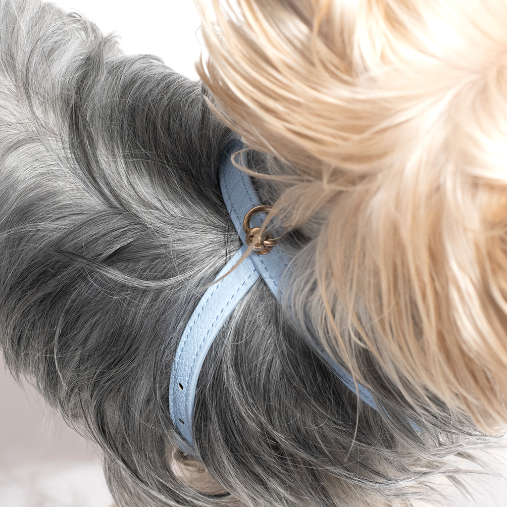 Aqua Small Dog Harness