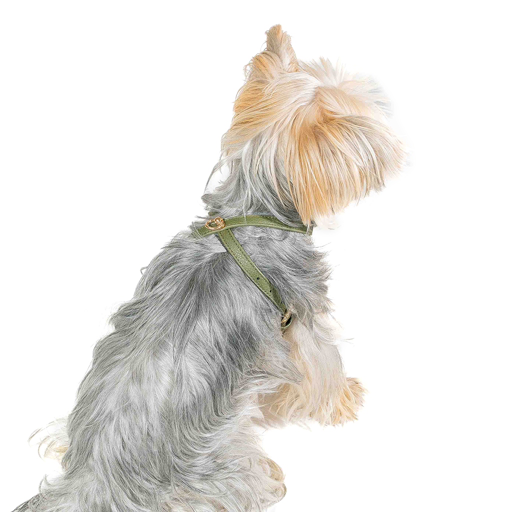 Green Small Dog Harness