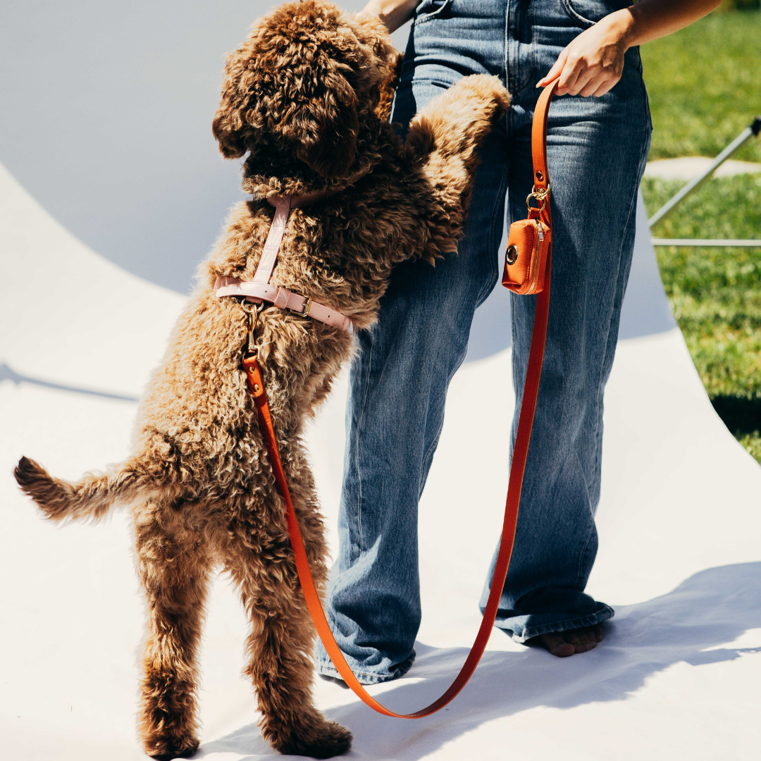 Pettorine per cani grandi