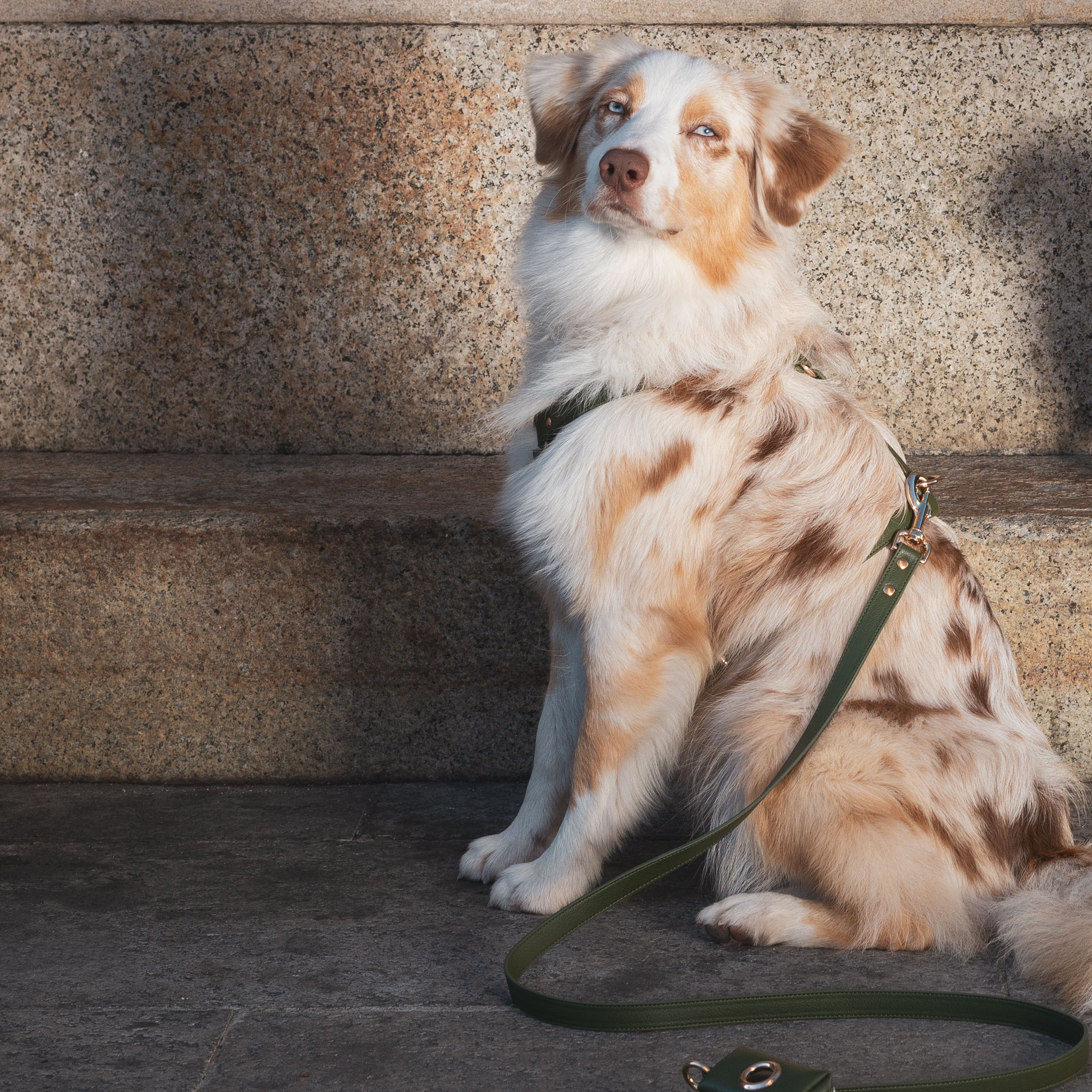 Harness for large dogs