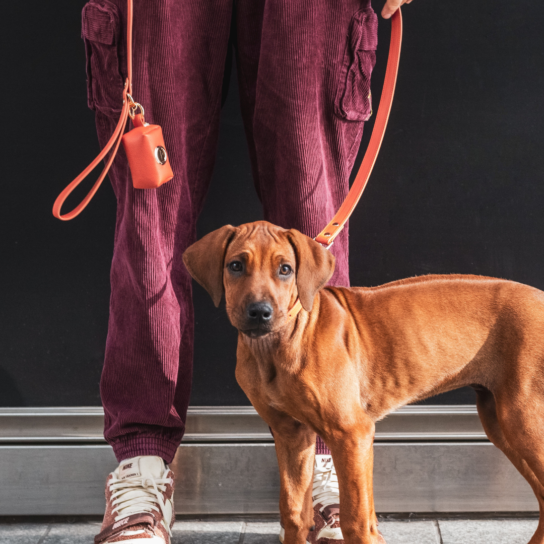 Dog Harness