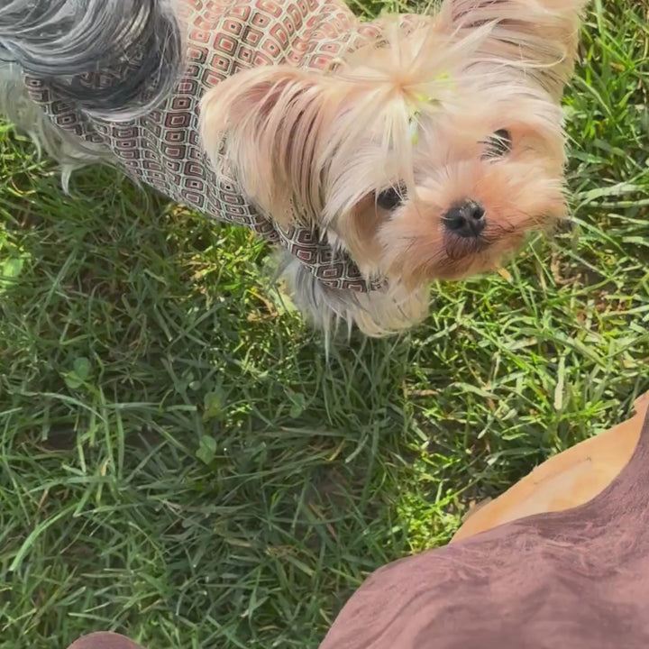 Beige Small Dog Harness