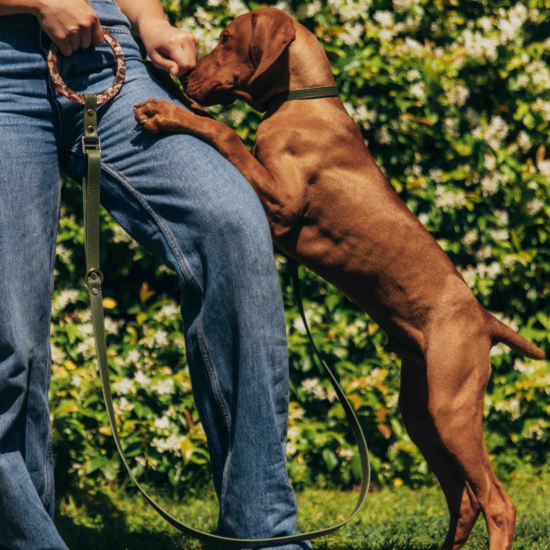 Dog Bangle Leash Tortoise